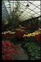 16.Keukenhof apr 1973